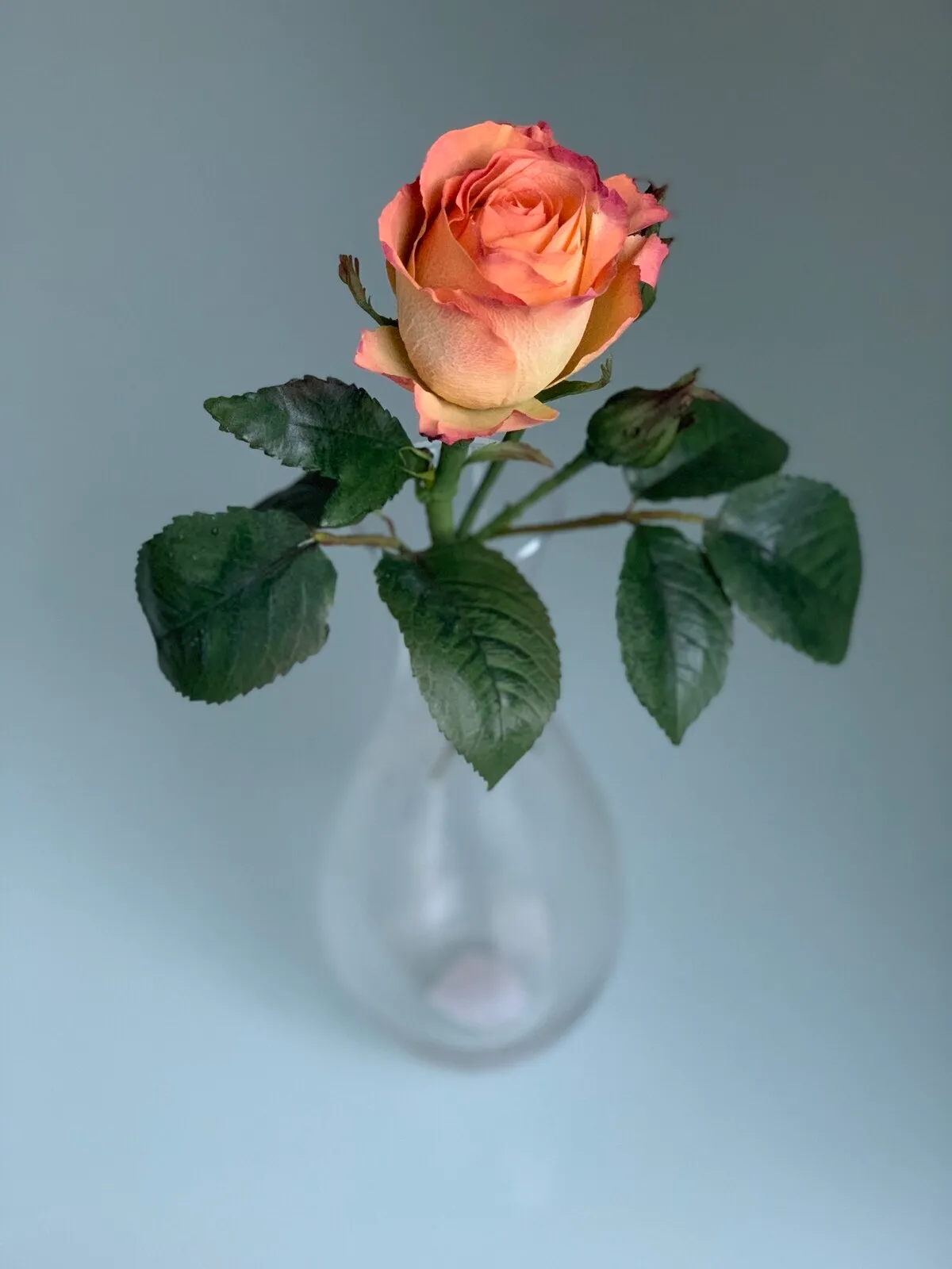 A peach sugar rose with leaves in a glass vase